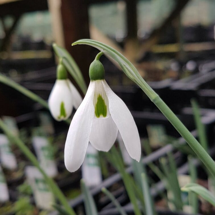 Galanthus elwesii var monostictus 'Ludwig van Beethoven'