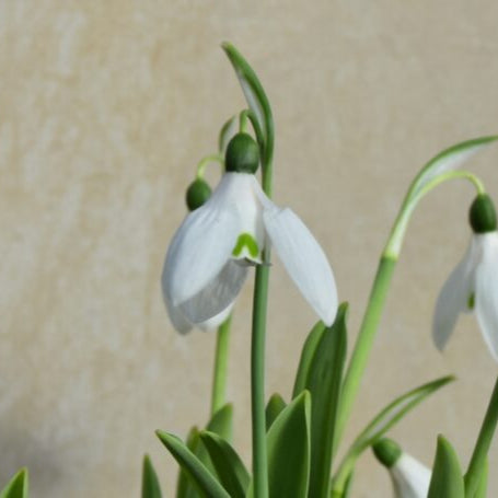 Galanthus elwesii var monostictus 'Benjamin Britten' Bulbs