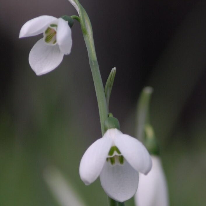 Galanthus elwesii var monostictus ‘Sir Edward Elgar’