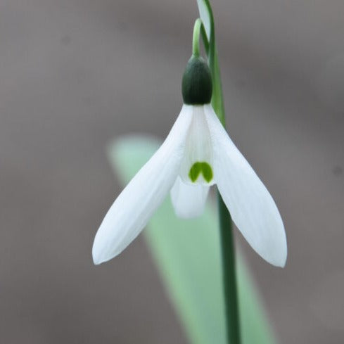 Galanthus elwesii var monostictus 'G.F.Handel'