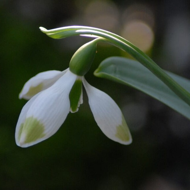 Galanthus 'Green Brush'