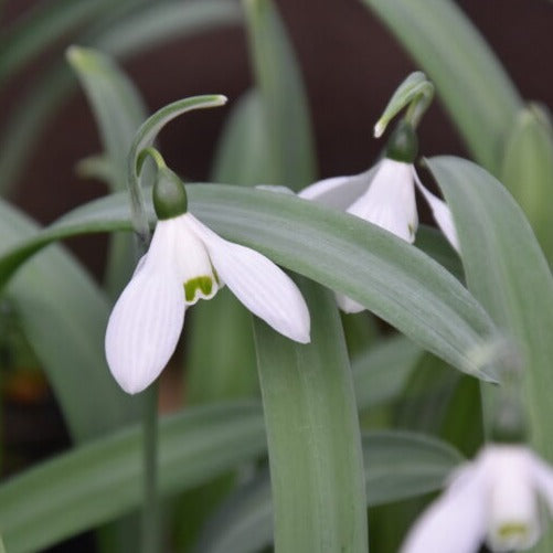 Galanthus elwesii var monostictus 'H. Purcell'