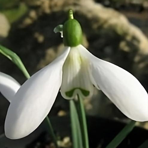 Galanthus elwesii var monostictus 'G. Verdi' Bulbs