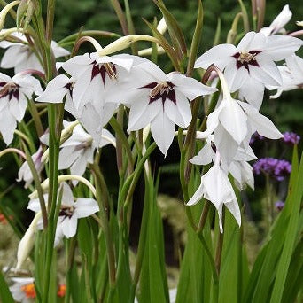 Gladiolus murielae