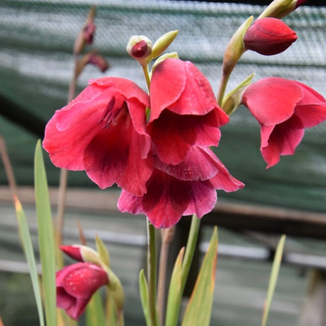 Gladiolus papilio Ruby