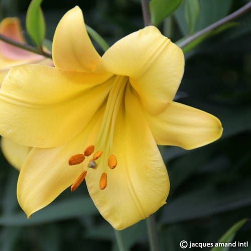 Lilium 'Golden Splendour'
