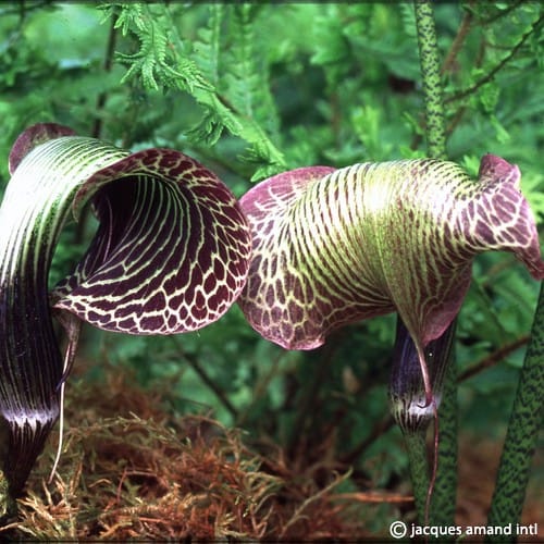 Arisaema griffithii