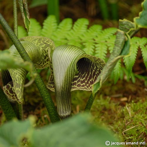 Arisaema griffithii var. pradhanii