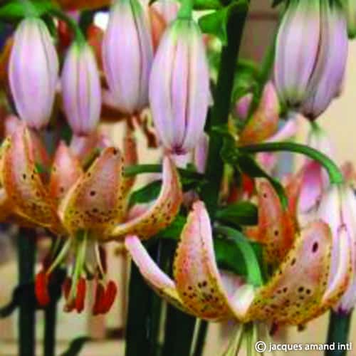 Lilium martagon 'Guinea Gold' Bulbs