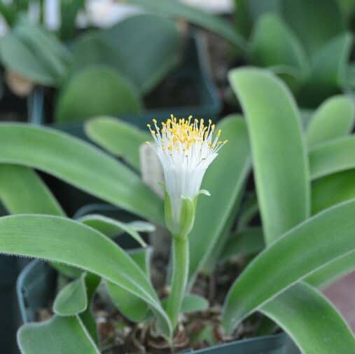 white blood lily Haemanthus pauciflorus (Few-leaved Blood Lily) Bulbs