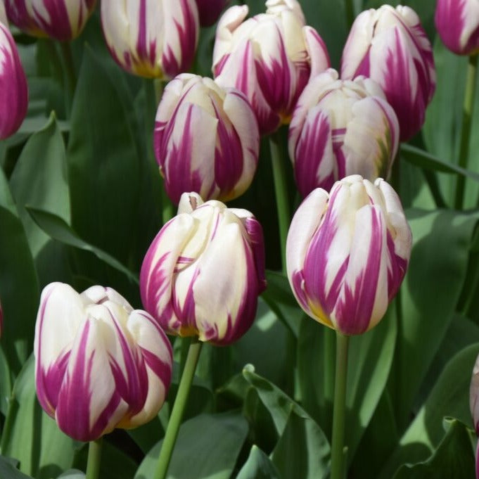 Tulip 'Happy Feet'
