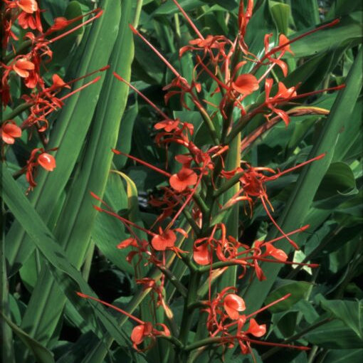 Hedychium aurantiacum (Orange Ginger Lily)