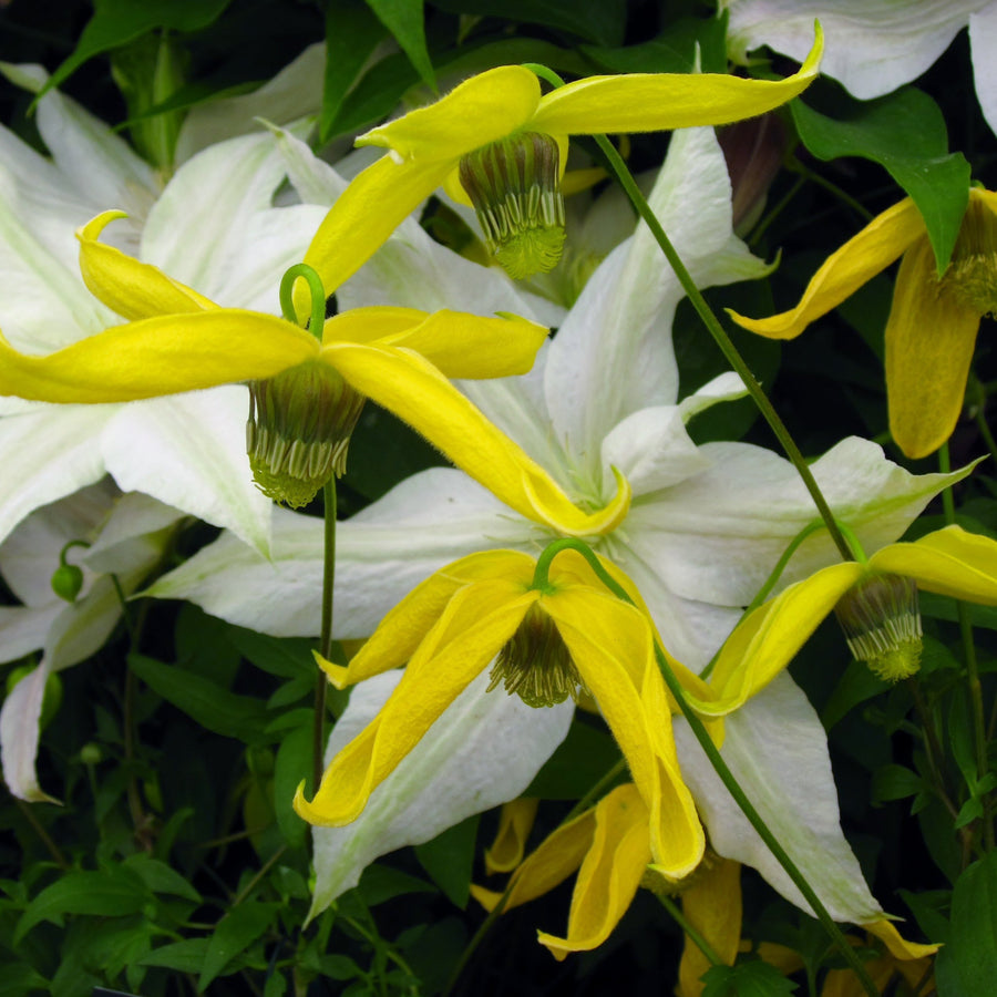 Helios yellow and white flowers hanging