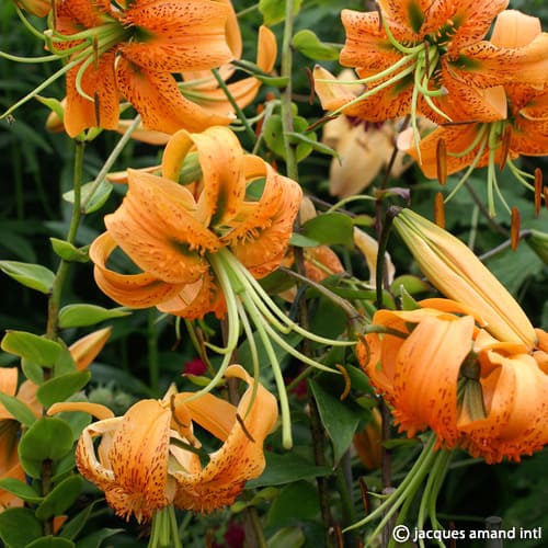 Lilium henryi