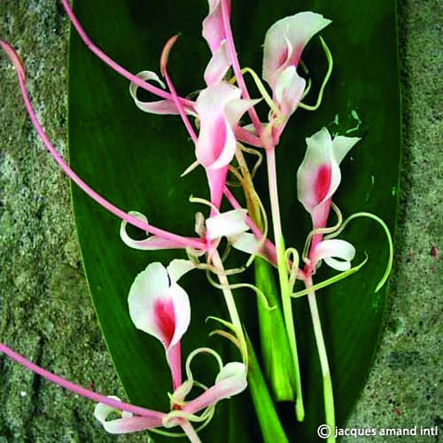 Hedychium 'Himalayan Lipstick'