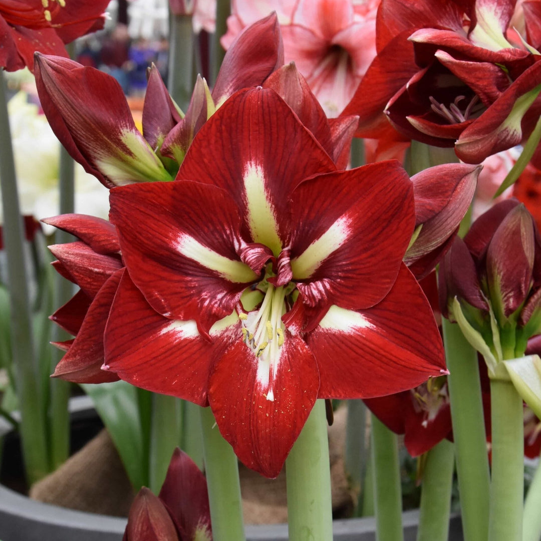 Hippeastrum 'Barbados'