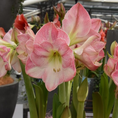 Hippeastrum 'Cherry Blossom'