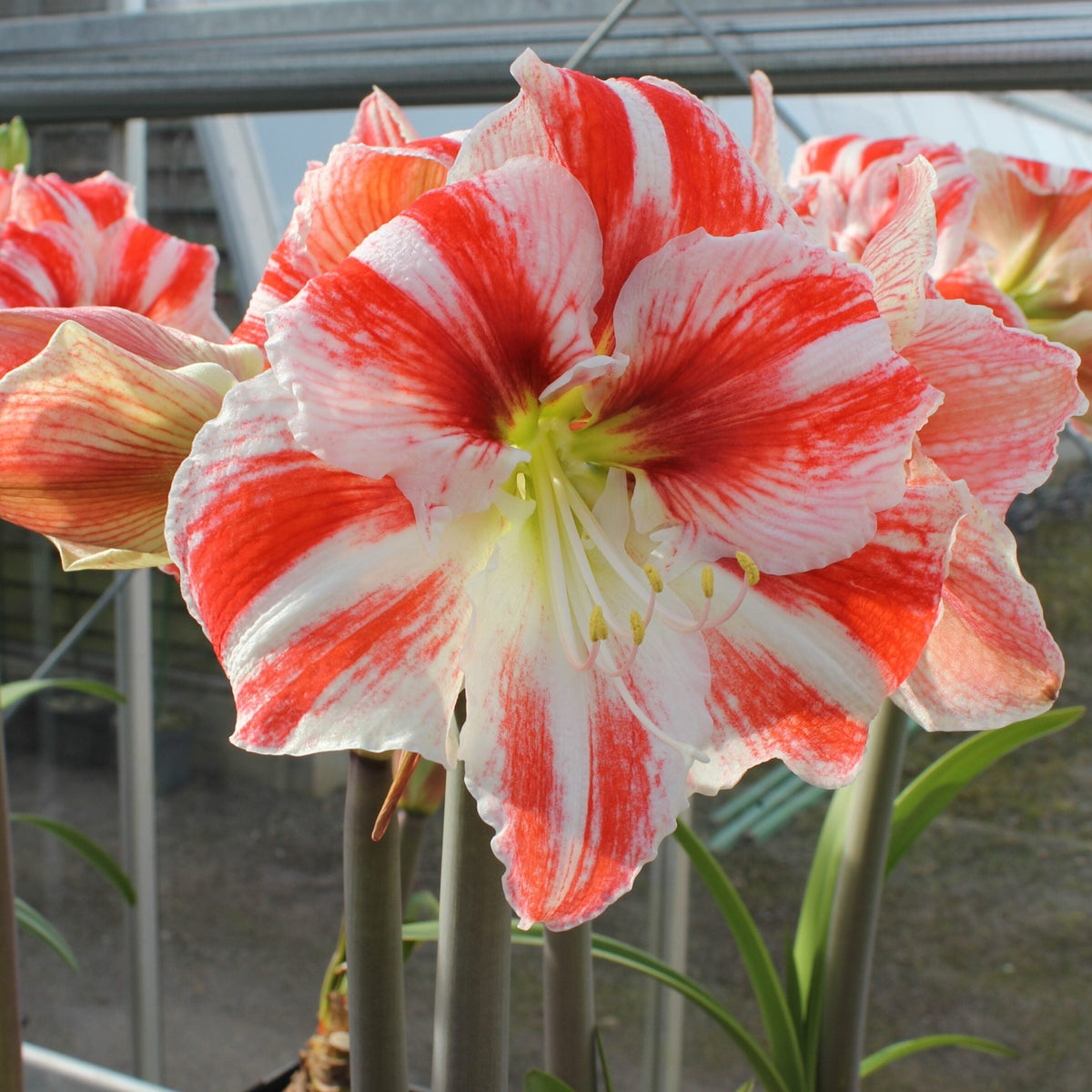 Hippeastrum 'Clown' – Garden Wildlife