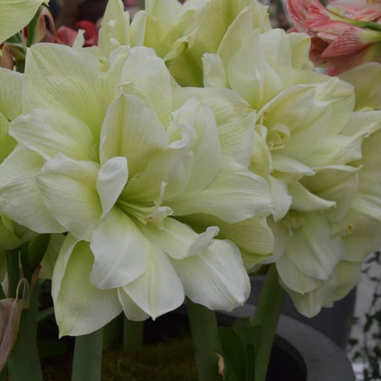 Hippeastrum 'Marilyn'