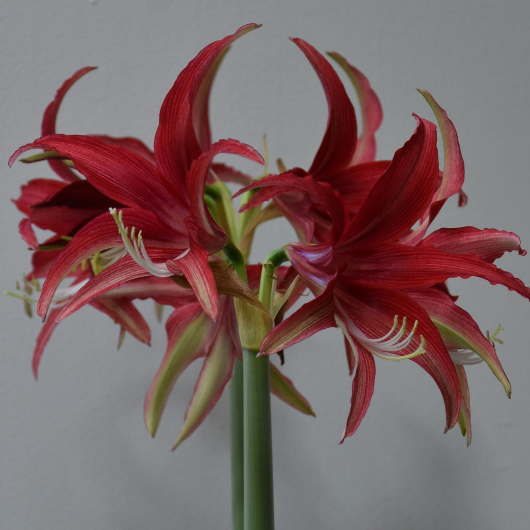 Hippeastrum 'Quito'