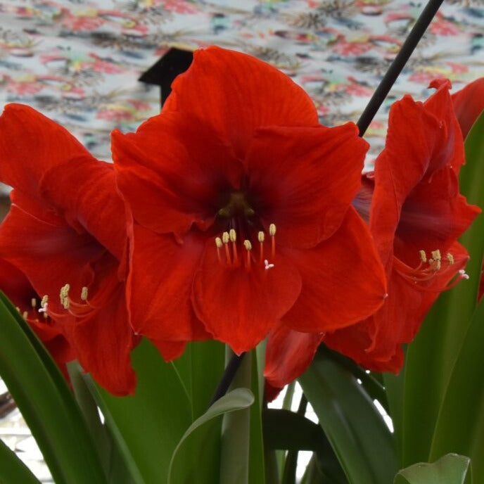 Hippeastrum 'Red Lion XL' Garden Wildlife