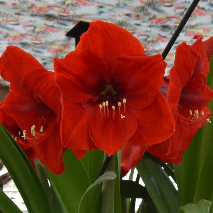 Hippeastrum 'Red Lion'