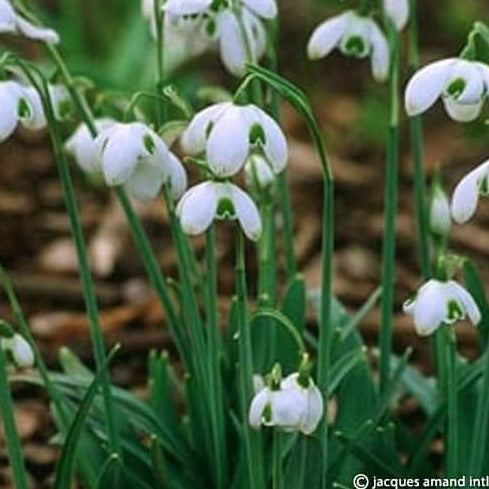 Galanthus 'Hippolyta'