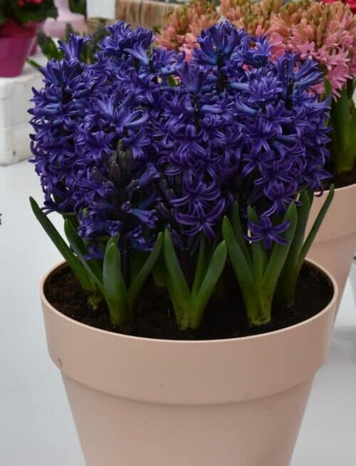 blue pearl potted plant Hyacinthus 'Blue Pearl' (Prepared) Bulbs