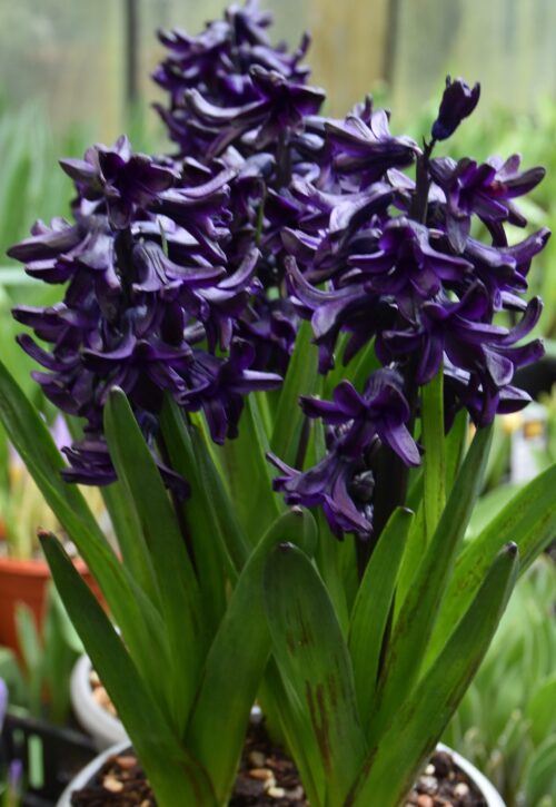 Hyacinth 'Dark Dimension'