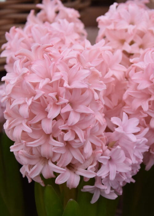Hyacinth 'Pink Elephant'