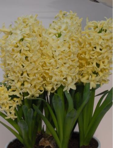 Hyacinth 'Yellowstone' (Prepared)
