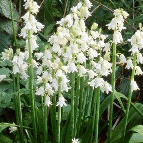 Hyacinthoides hispanica 'Alba'