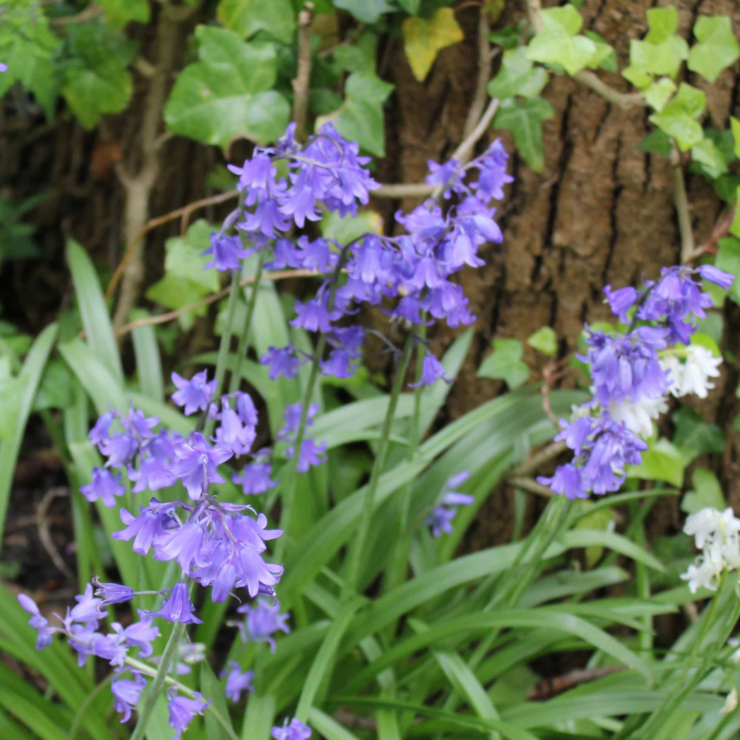 Hyacinthoides non-scripta 'Bakkums Blue'