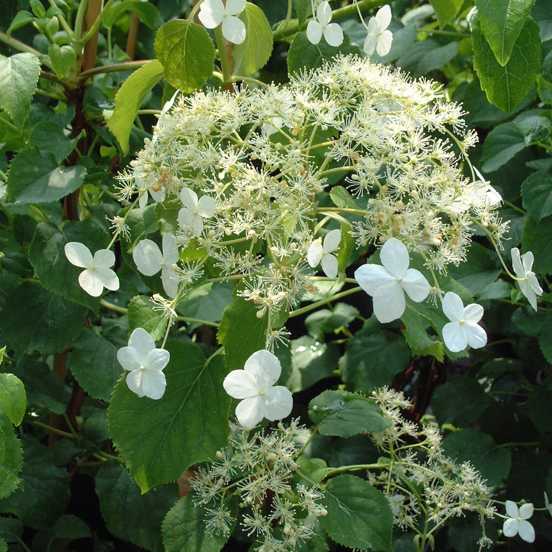Hydrangea 'Petiolaris'