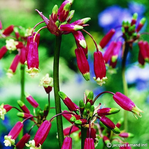 Dichelostemma ida-maia