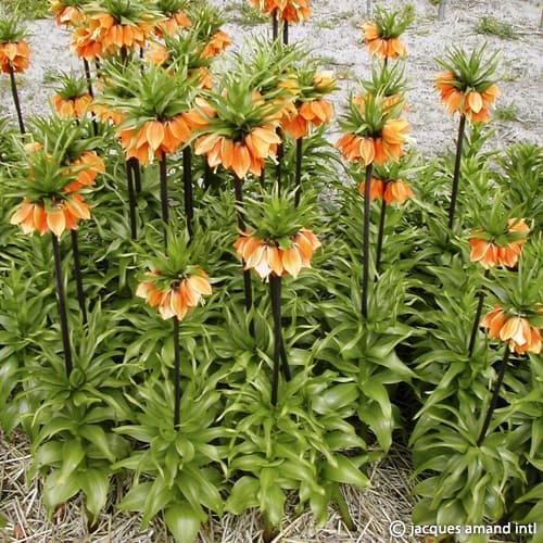 Fritillaria imperialis 'Sulpherino'