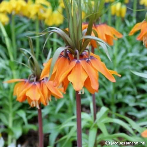 Fritillaria imperialis Sunset