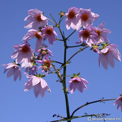 Dahlia imperialis