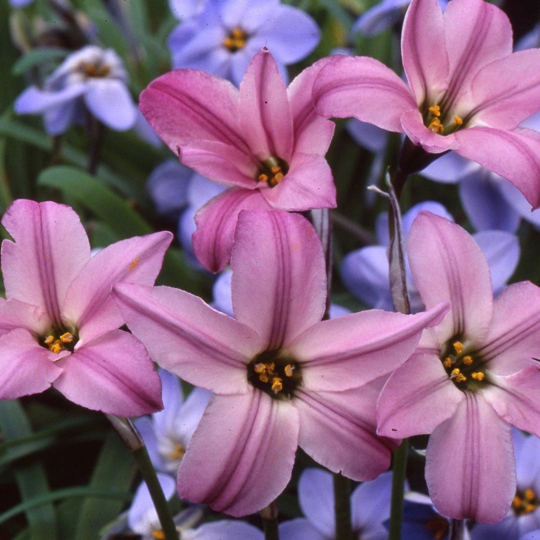 Ipheion uniflorum Charlotte Bishop
