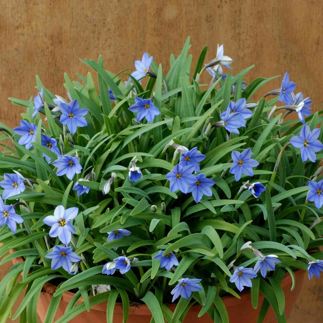 Ipheion uniflorum Jessie
