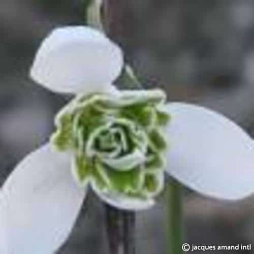 Galanthus 'Jacquenetta'