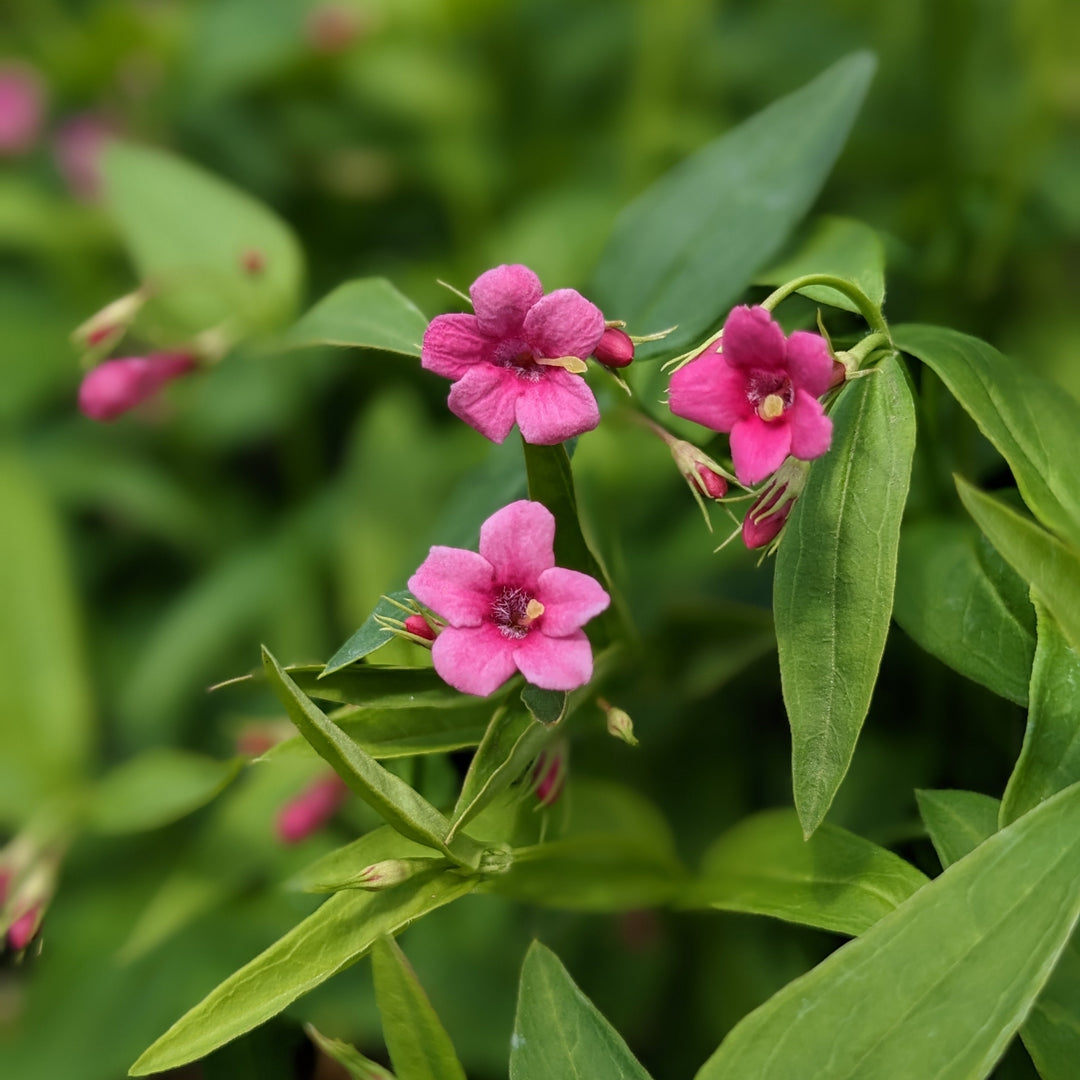 Jasminum beesianum 'Red Jasmine'