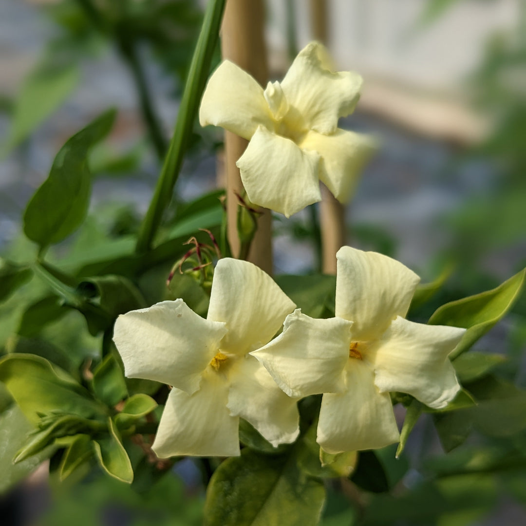 Jasminum officinale 'Clotted Cream'