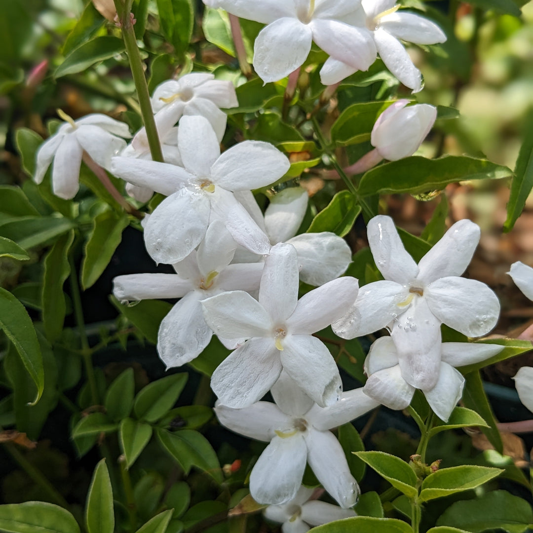 Jasminum officinale 'Inverleith'