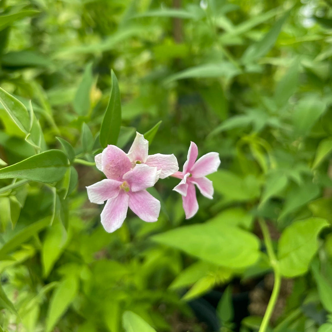 Jasminum 'Starry Starry Summer Scent'