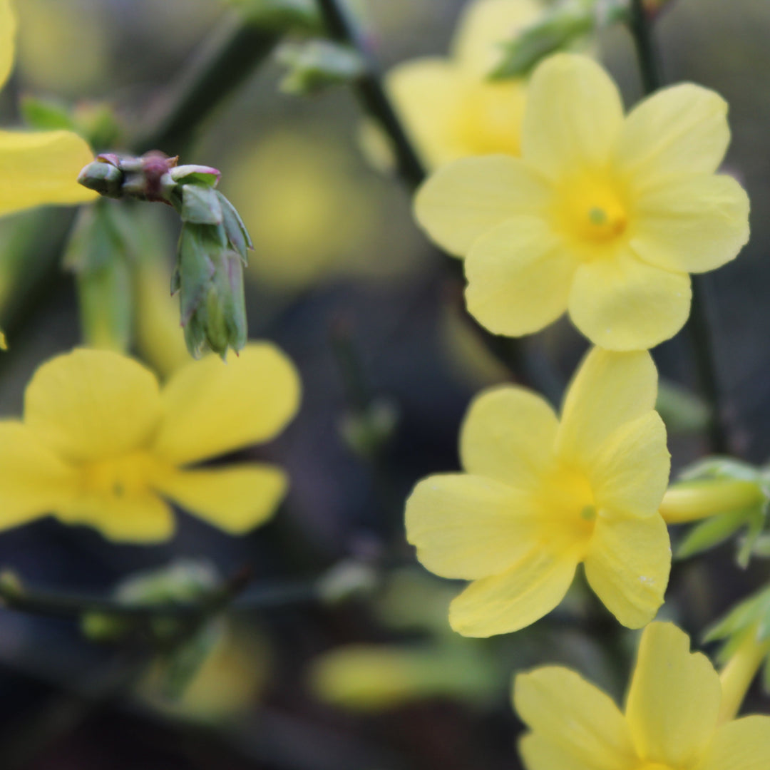 Jasminum nudiflorum 'Winter Jasmine'