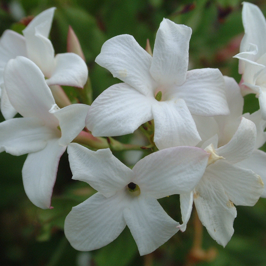 Jasminum officinale 'Common Jasmine'