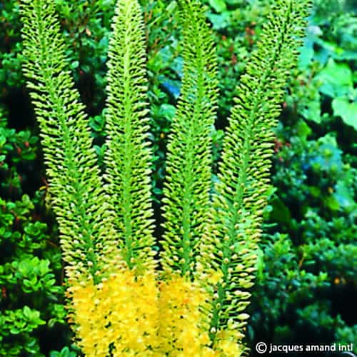 Eremurus 'Jeanne-Claire'