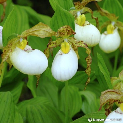 Cypripedium 'Kentucky Maxi'