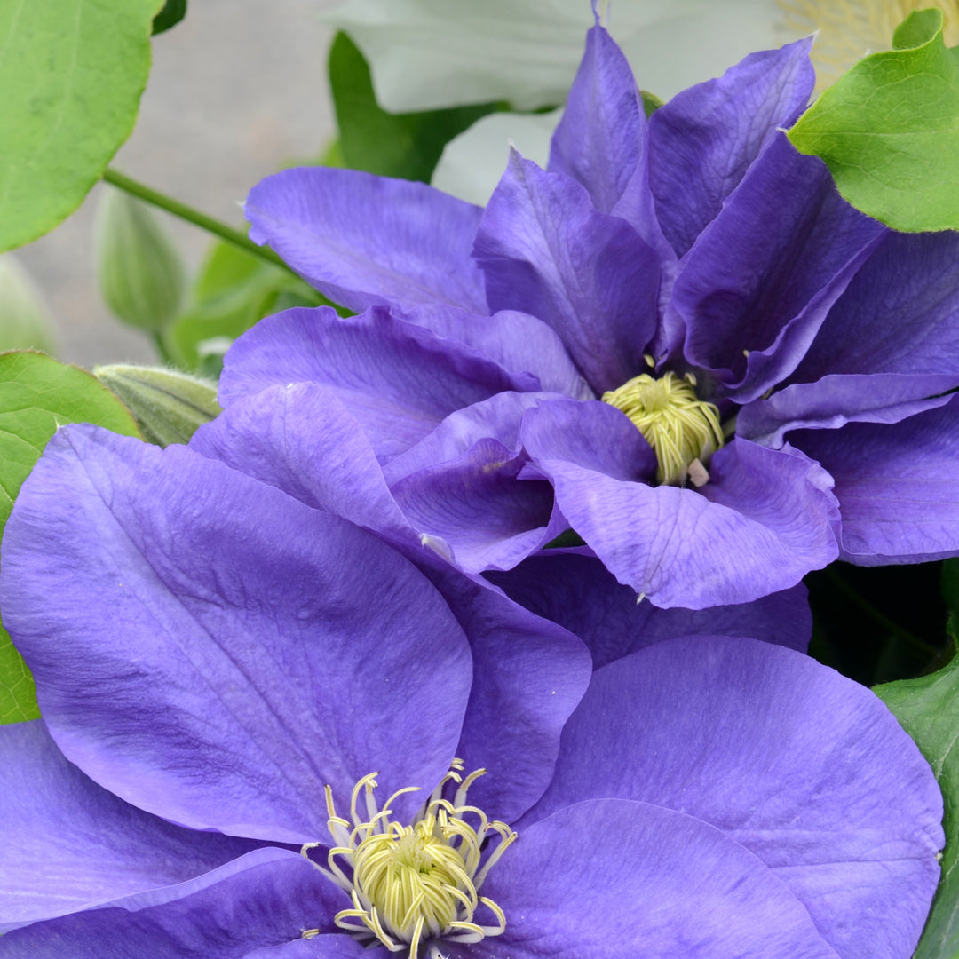 Kingfisher_Evipo037_1 - flat purple flower with yellow middles